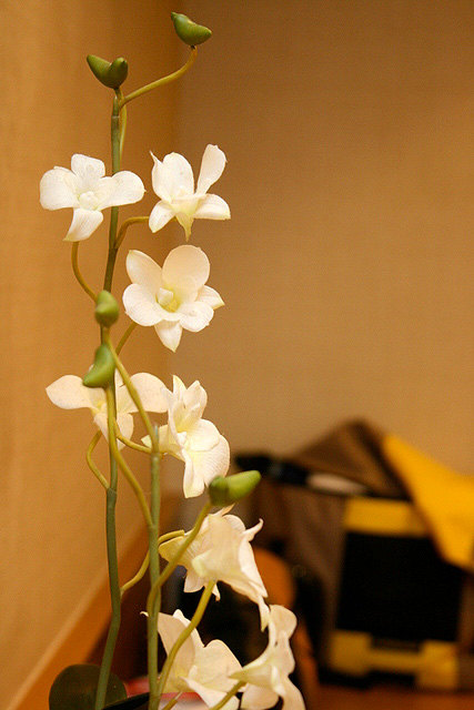 Live orchids a nice touch