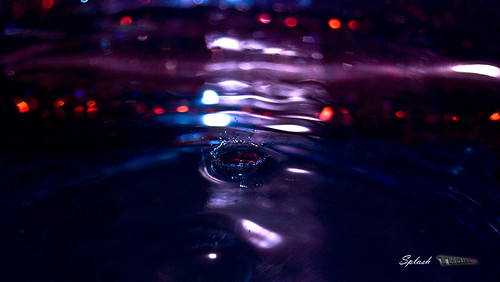 Splash TheleonDVD 2010
