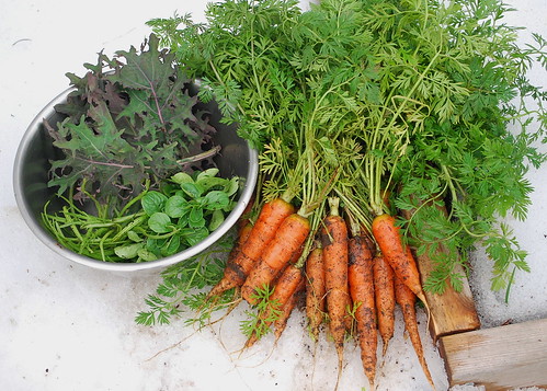 January carrot and greens harvest
