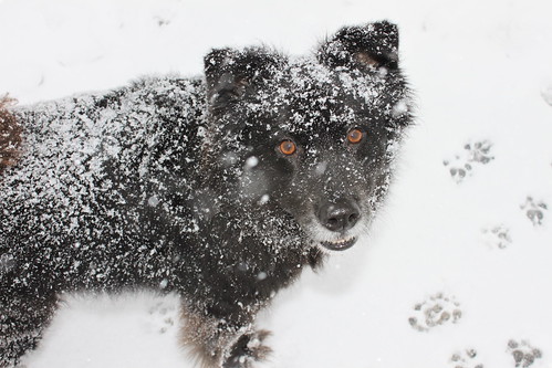 Tucker in the snow