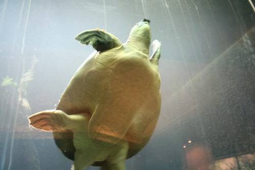 Turtle in motion