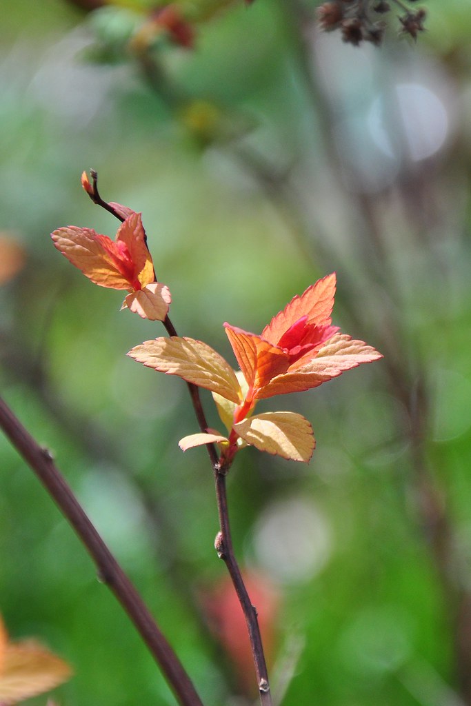 leafy flower