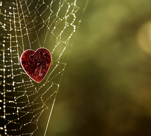 The best bits of MY web (Image by Niffty on Flickr)