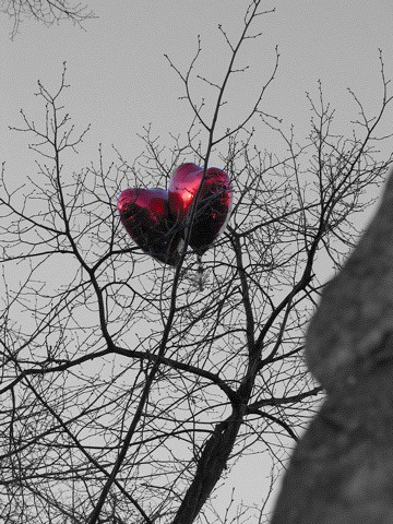 Valentine's Balloons, York