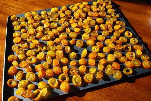 drying kumquats