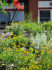 ASLA's green roof in bloom (by: ASLA)