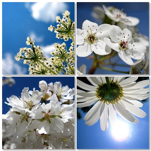 blue sky and white flowers