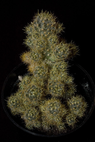 ID Cactus
