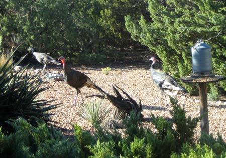 Wild Turkeys wandering Placitas neighborhood