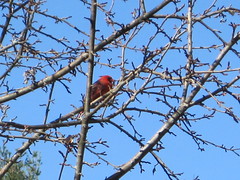 a cardinal spotted out front in one of our trees