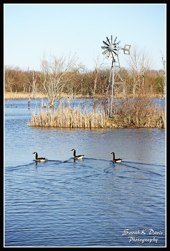 Geese & Windmill