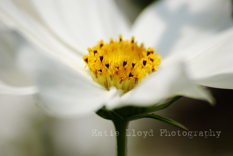 daisy---white