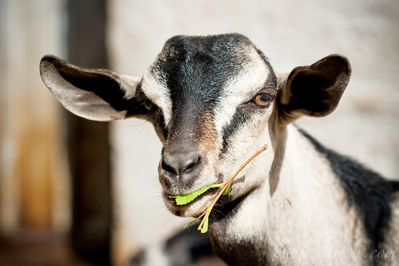 Goat #3 (Chewing Chat), Harar, Ethiopia, 2009