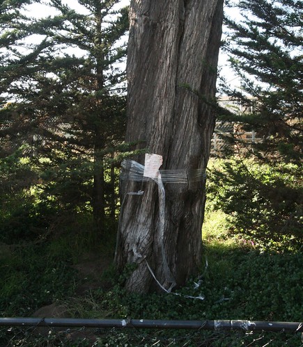 This Monterrey Cypress tree, on the corner of Golden Gate and Masonic, is one of three that stands to be cut down, pending a city hearing to be held in February.  Photo by Chelsea Sterling/Foghorn