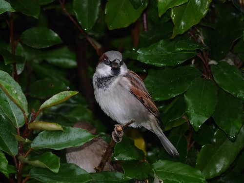 11778 - House Sparrow at WWT Llanelli