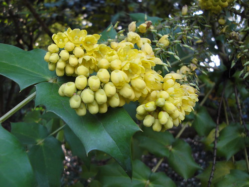 Mahonia flowers close up