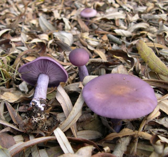 02_Mushrooms1