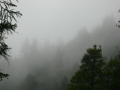 Mist by dhammadharini