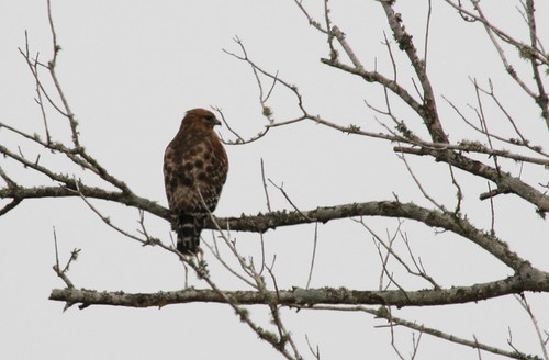 Red-shouldered Hawk - 2/10/2010