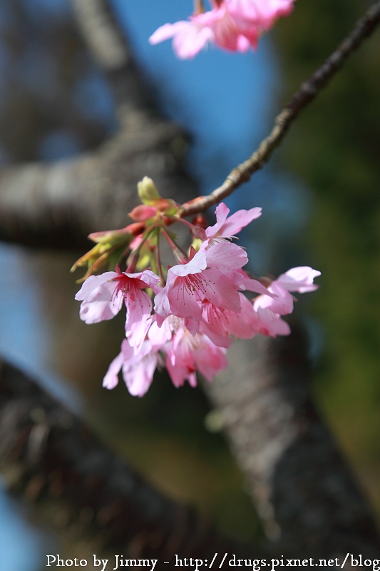 2010 阿里山 櫻花