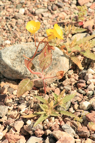 Death Valley Wildflower Bloom 2010