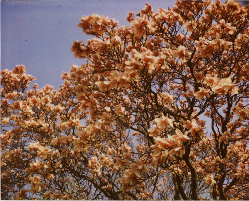 Magnolia Tree in Spring