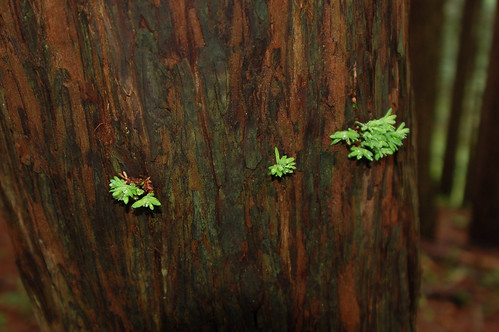 redwood sprigs.jpg