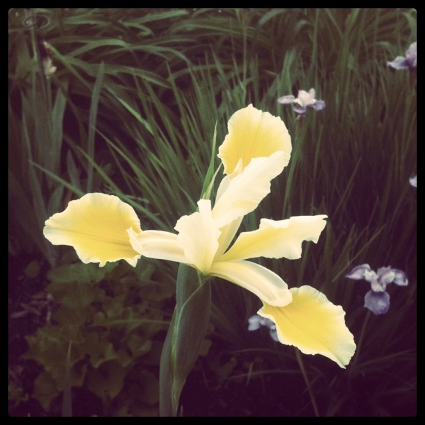Spuria Iris 'orientalis' ~ gets about 5-ft tall... LOVE IT!!!