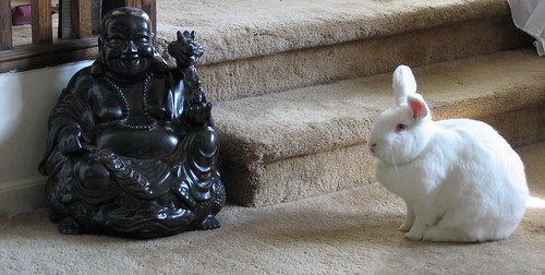 the bunny and the buddah