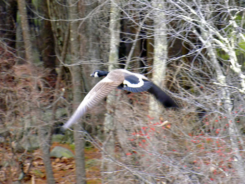 broadmoor goose flying