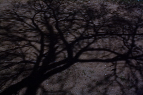 Tree shadow in moonlight