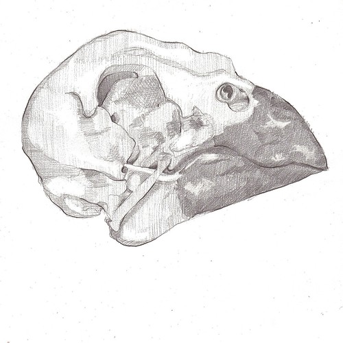 Cardinal skull