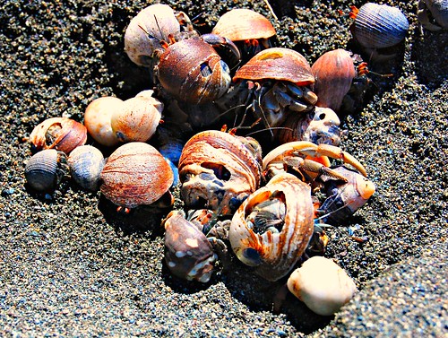 Costa Rica_La Sirena_hermit crabs