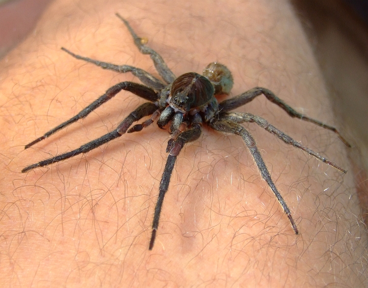 spider crawling up leg