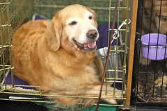 Golden Gate Kennel Club Dog Show: Golden Retriever