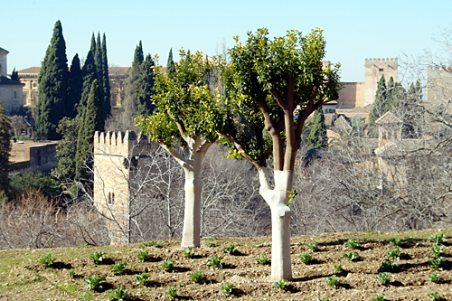 alhambra-tree