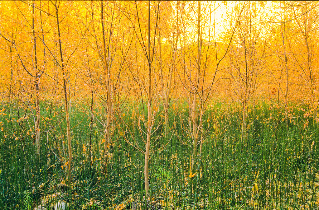 Velvia Yellow and Green at Calf Creek 2007