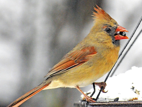 female cardinal february