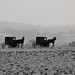 Two Amish buggies