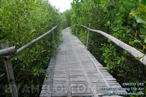 culajao mangrove eco park