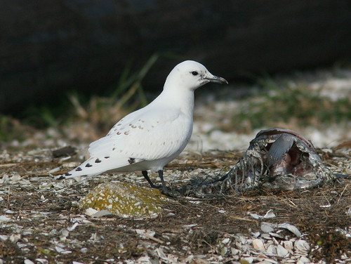 Ivory Gull at fish head 20091208