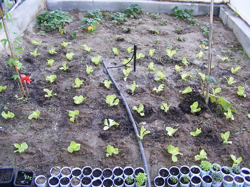 70 little lettuces growing....
