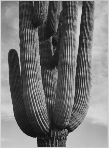 Detail of cactus "Saguaros, Saguro National Monument," Arizona. (Vertical Orientation)