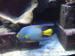 Atlantis Aquarium Blue Fish