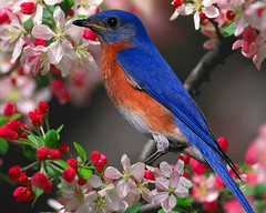 beautiful_bird_