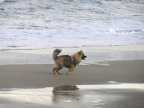 Superfuzzy doggie at the beach