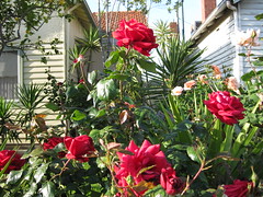 week three_red roses