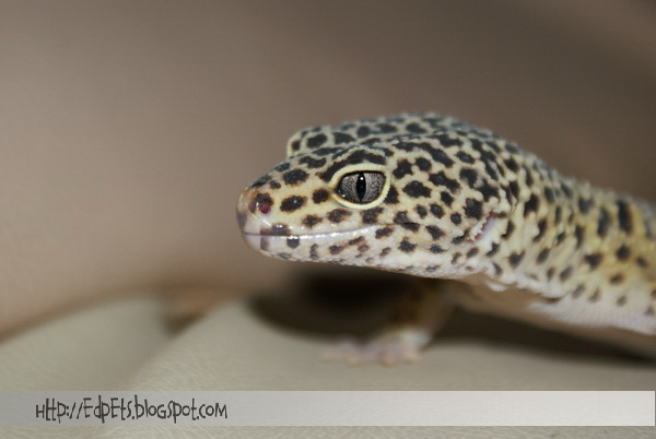 03_Leopard gecko 2009