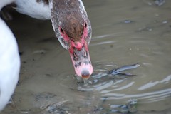muscovy in a puddle