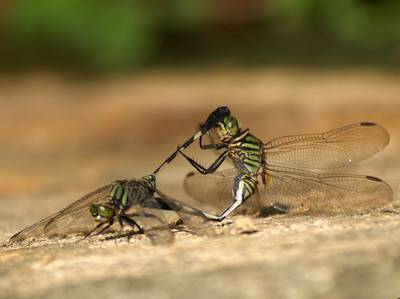 Pictures+of+dragonflies+mating